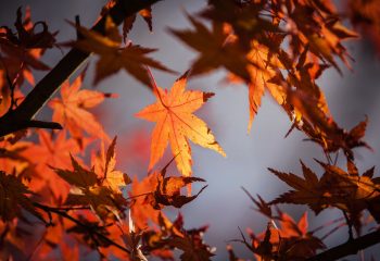 autumn-leave-1415541_1920